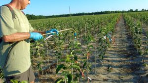 How to Use Plant Growth Regulators to Create Branching Apple Trees