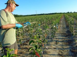 8. How to Use Plant Growth Regulators to Create Branching Apple Trees