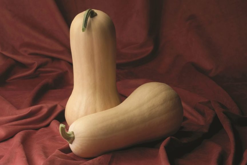 Atlas from Sakata Seed America