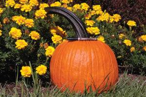 Benchmark F1 from Outstanding Seed Company LLC