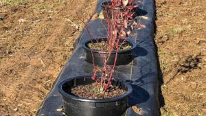 Is Container Production a Good Fit for Your Berries?