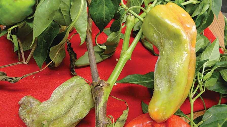 Insight on Blight Can Help Protect Your Pepper Crop
