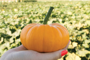 Bumpkin F1 from Terra Organics