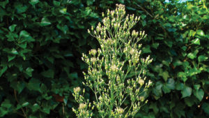 California and EPA in the Weeds Over Glyphosate Warning