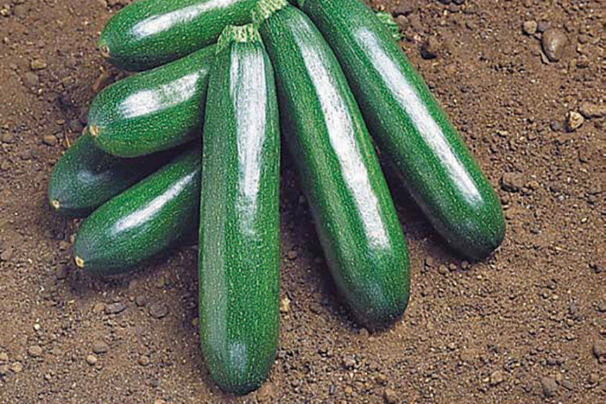 GVS 48386 F1 from Golden Valley Seeds