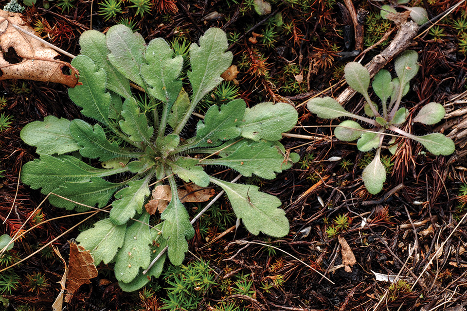 Horseweed-rosette-by-Thomas-Palmer