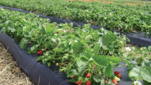 Ways to Apply the New IPM Model to Strawberry Production
