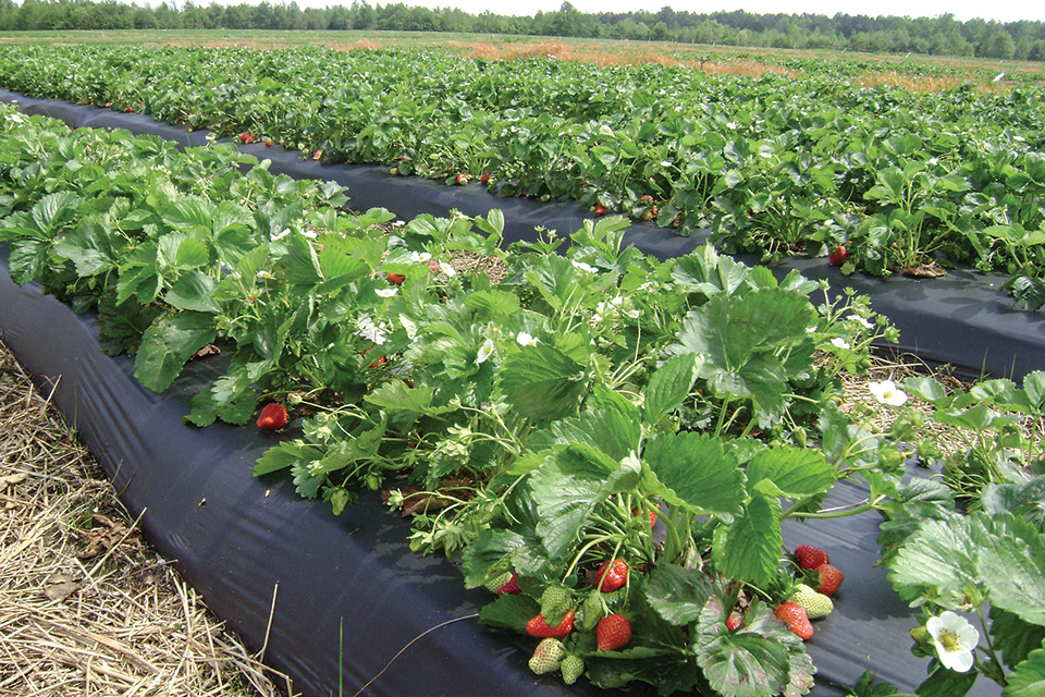 Ways to Apply the New IPM Model to Strawberry Production