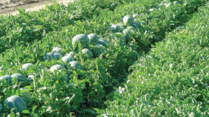 Why Are There Fewer Farms but More Melons?