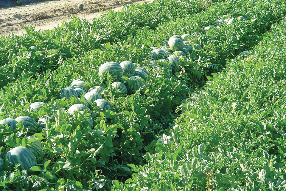Why Are There Fewer Farms but More Melons?