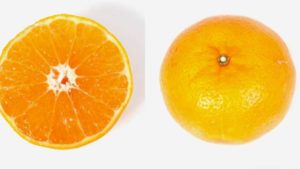 New Citrus Variety Set to Go the Distance for Florida Growers