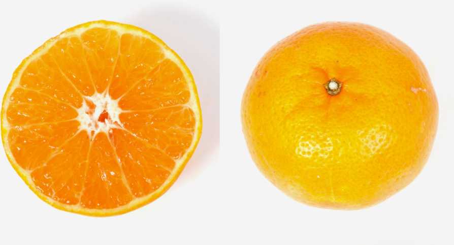 New Citrus Variety Set to Go the Distance for Florida Growers