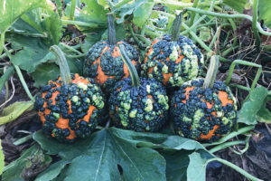 Miniwarts from HM.Clause and Rispens Seeds, Inc.