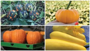 17 of the Best Pumpkin and Squash Varieties on the Market