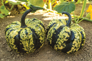Ruffian F1 from Seeds by Design