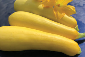 Smooth Criminal from Seneca Vegetable Research and Siegers Seed Company