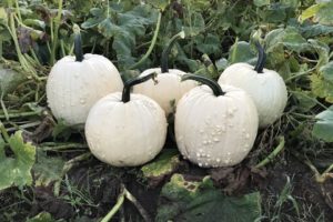 Specter from HM.Clause and Stokes Seeds, Inc.