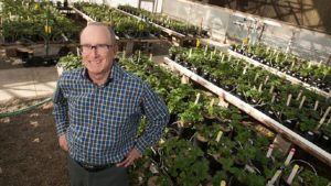 Scientists Uncover Genetic Roadmap of Cultivated Strawberry