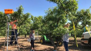 Do You Know How Good Your Peach Fertilization Program Is?