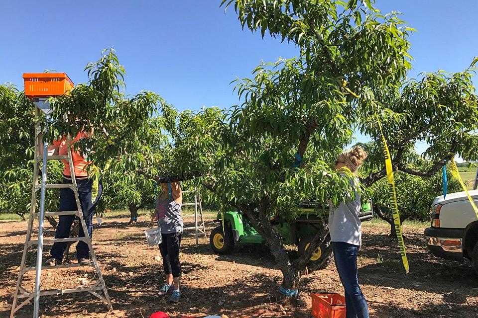 Do You Know How Good Your Peach Fertilization Program Is?