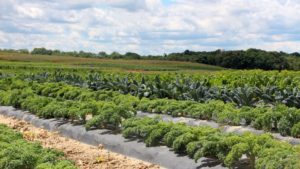 How Effective Are Botanical Insecticides in Vegetable Field Production?