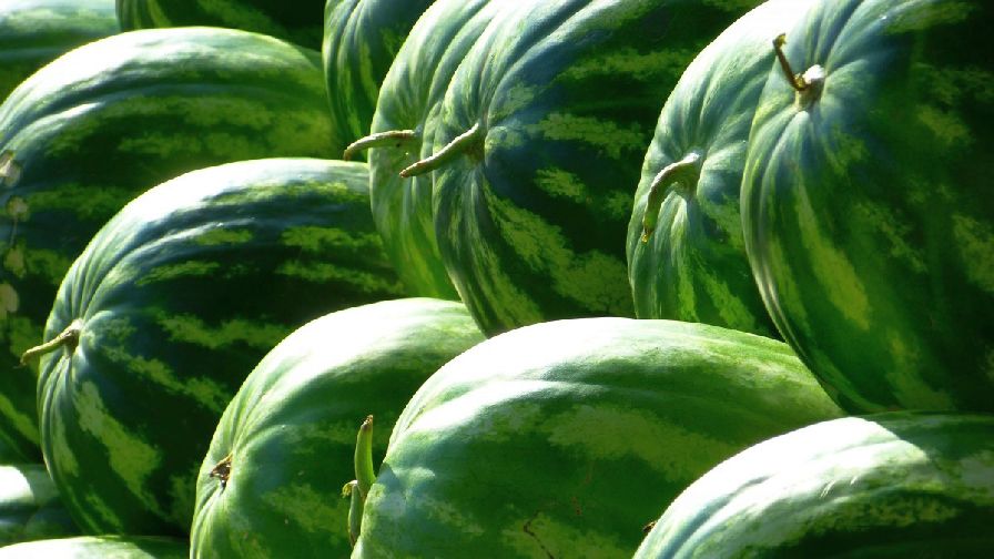 14. Watermelon (Clean)