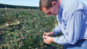 Maximize the Evergreen Approach to Growing Blueberries