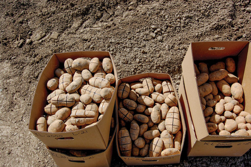 Mother Seeds Ready to Plant