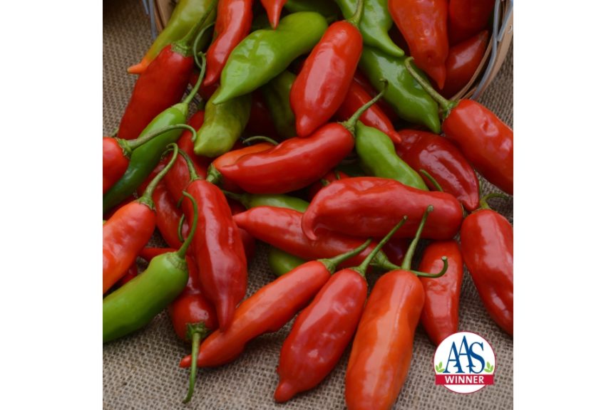 Aji Rico from PanAmerican Seed