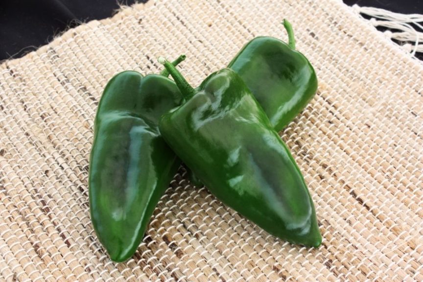 Alteño from Sakata Seed America