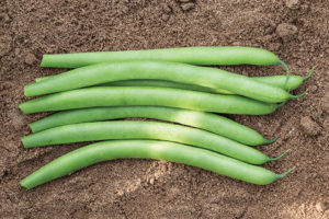 Antiqua from PureLine Seeds and Harris Seeds Organic