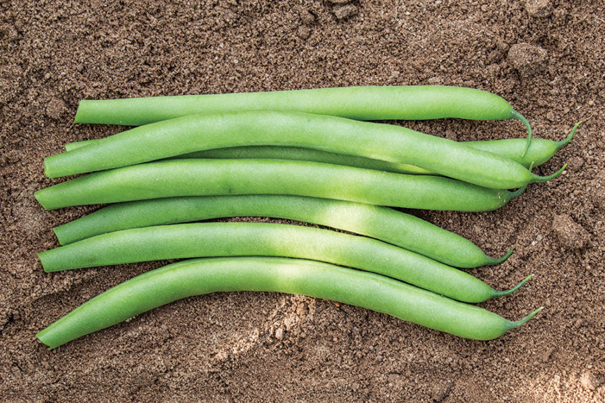 8 Bean Varieties Perfect for Your Crop Mix - Growing Produce