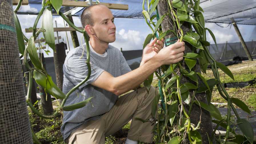 Fresh Vanilla From Florida a Step Closer to Reality