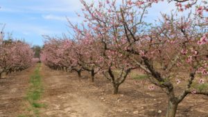 Little Frost Damage to South Carolina Peaches