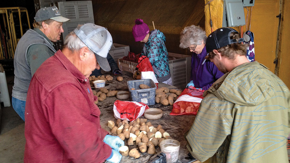 A Group Effort: Cutting Mother Seeds
