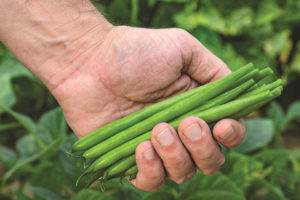 Desoto from HM.Clause and Clifton Seed Company