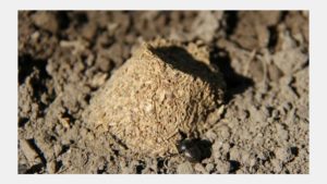 Food Safety Stronger in Production Fields with Natural Habitats