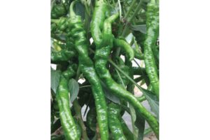 El Senor from U.S. Agriseeds and Stokes Seeds, Inc.