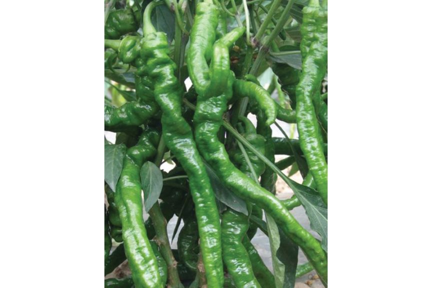 El Senor from U.S. Agriseeds and Stokes Seeds, Inc.