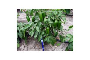 GVS 42398 F1 from Golden Valley Seed