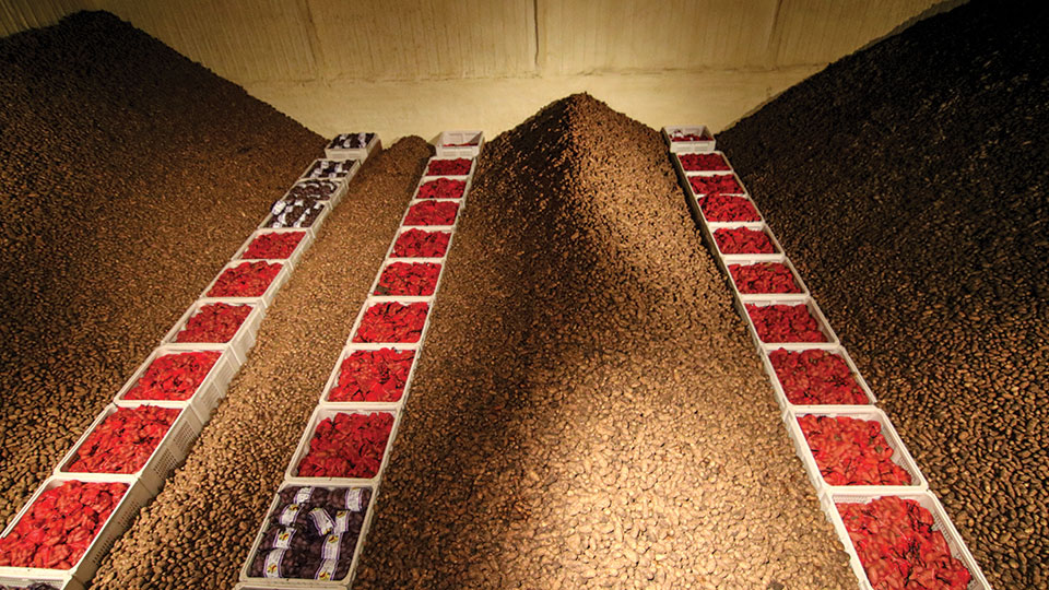 High Generation Potato Plot Storage