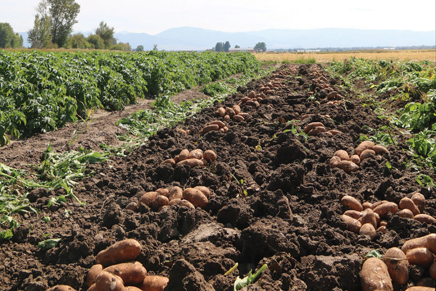 Healthy Ground Leads to Healthy Potatoes