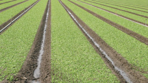 New Developments in Spinach Production