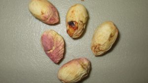How to Prepare Your Pistachios for Navel Orangeworm Season