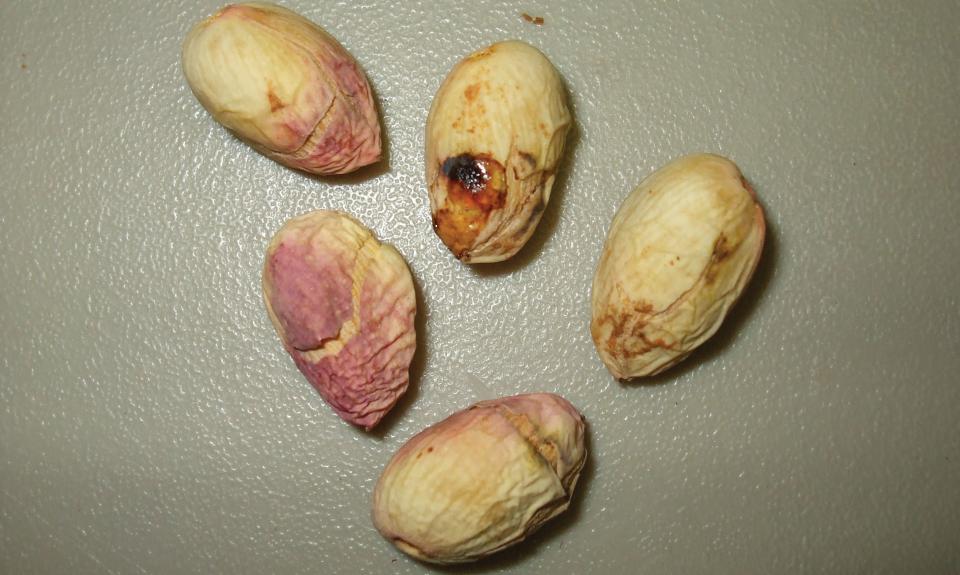 How to Prepare Your Pistachios for Navel Orangeworm Season