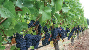 Are You Throwing Money on Your Vineyard Floor?