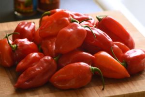 Primero Red from PanAmerican Seed