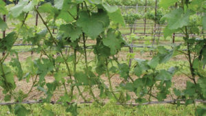 How Wine Grape Growers Can Help Minimize Bunch Rot