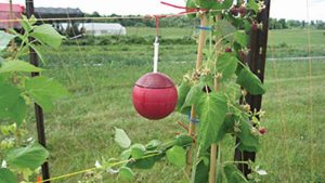 How to Manage Spotted Wing Drosophila in Organic Berries