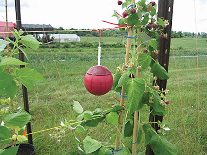 How to Manage Spotted Wing Drosophila in Organic Berries